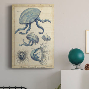 Lamarck Medusa II - Canvas Art Print