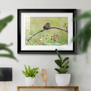 Resting Sparrow - Modern Framed Art Print