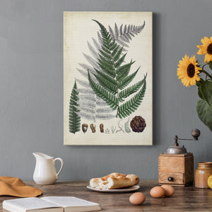 Collected Ferns II Premium Gallery Wrapped Canvas - Ready to Hang