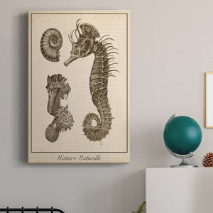 Seahorse Study II - Canvas Art Print