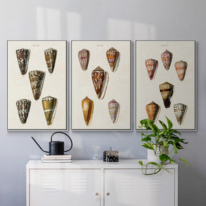 Cone Shell Collection IV - Framed Premium Gallery Wrapped Canvas L Frame 3 Piece Set - Ready to Hang