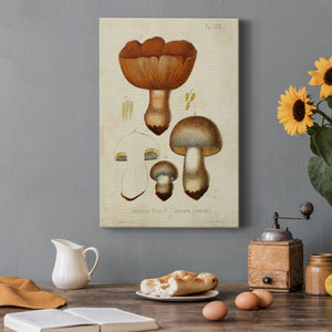 Mushroom Varieties I Premium Gallery Wrapped Canvas - Ready to Hang