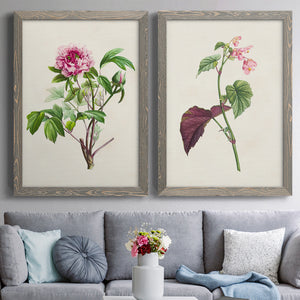 Pretty Pink Botanicals V - Premium Framed Canvas 2 Piece Set - Ready to Hang