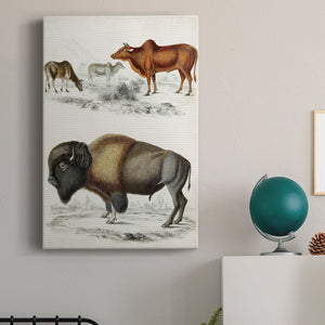 Journal of Natural History VII - Canvas Art Print