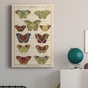 Histoire Naturelle Butterflies V - Canvas Art Print
