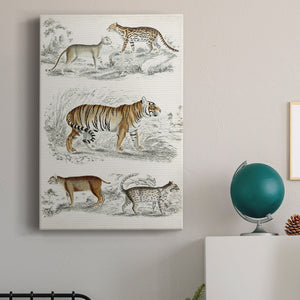 Journal of Natural History II - Canvas Art Print