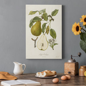 Vintage Pears II Premium Gallery Wrapped Canvas - Ready to Hang