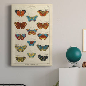 Histoire Naturelle Butterflies I - Canvas Art Print