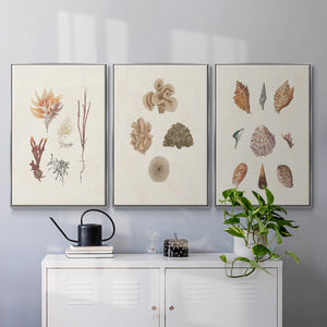 Knorr Shells & Coral VI - Framed Premium Gallery Wrapped Canvas L Frame 3 Piece Set - Ready to Hang