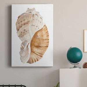 Seashell I - Canvas Art Print
