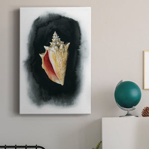Conch on Black I - Canvas Art Print