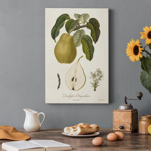 Vintage Pears I Premium Gallery Wrapped Canvas - Ready to Hang