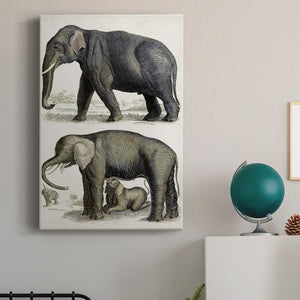 Journal of Natural History IV - Canvas Art Print
