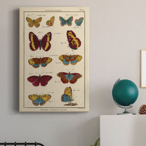 Histoire Naturelle Butterflies IV - Canvas Art Print
