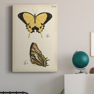 Butterfly Profile II - Canvas Art Print