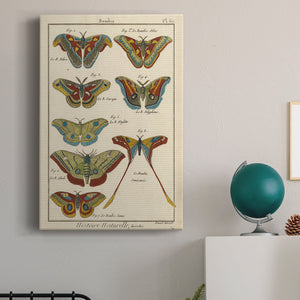 Histoire Naturelle Butterflies III - Canvas Art Print