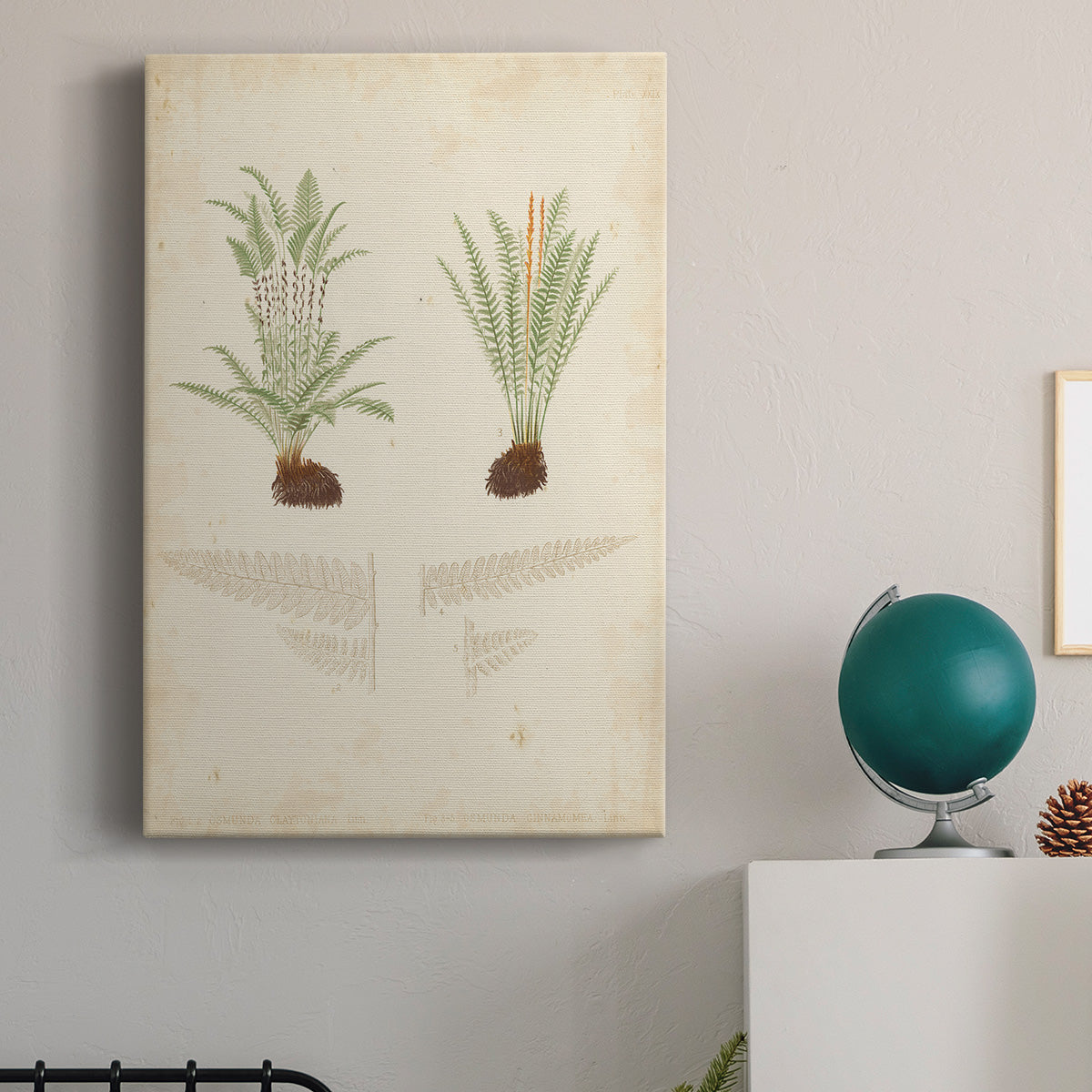 Fern Study III Premium Gallery Wrapped Canvas - Ready to Hang