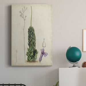 Antique Cactus IV Premium Gallery Wrapped Canvas - Ready to Hang