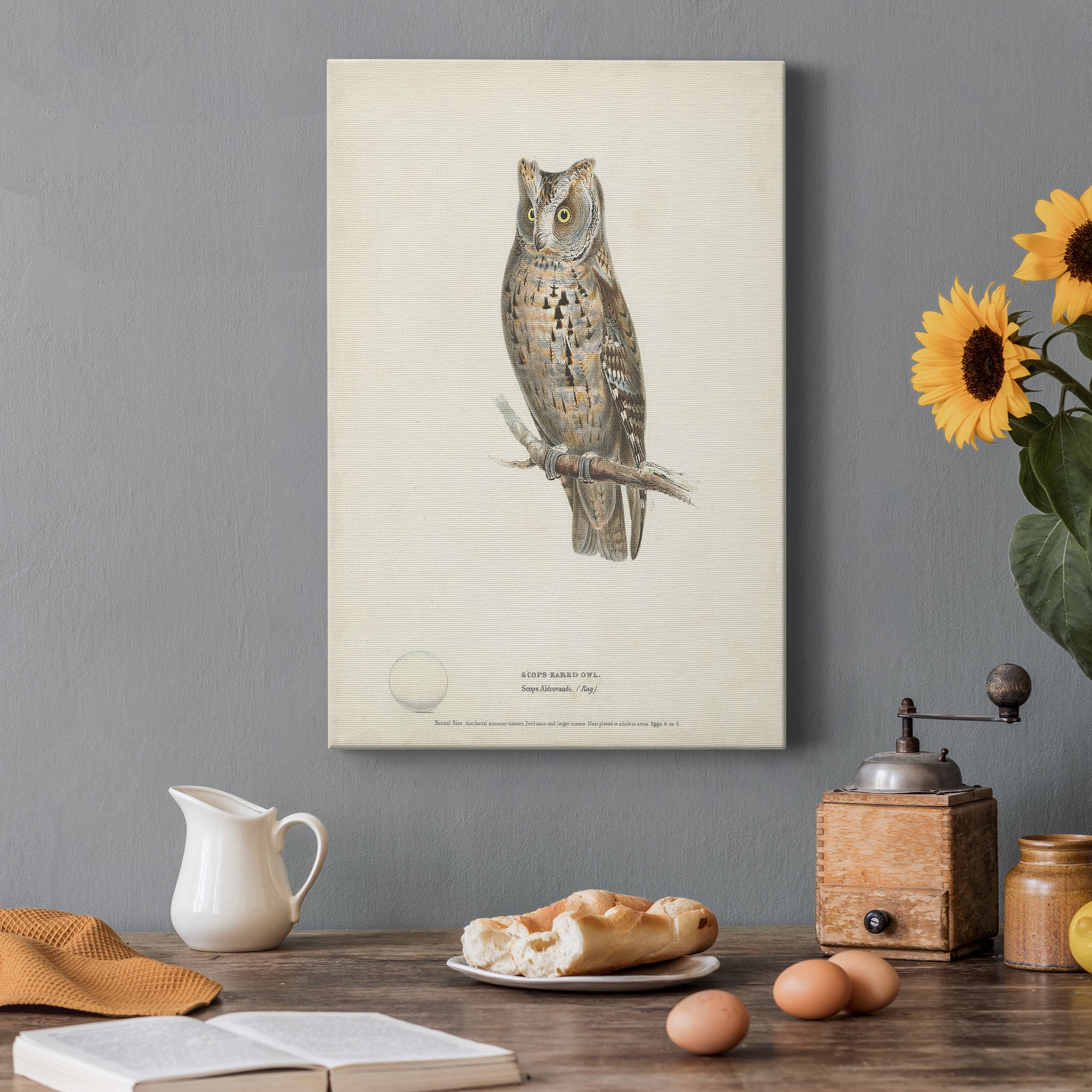 Scops- Eared Owl Premium Gallery Wrapped Canvas - Ready to Hang