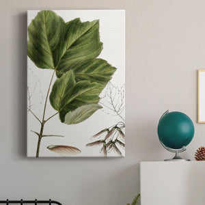 Drummond's Maple - Canvas Art Print