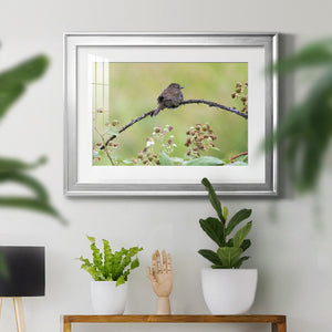 Resting Sparrow - Modern Framed Art Print