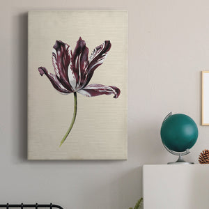 Antique Tulip Study IV Premium Gallery Wrapped Canvas - Ready to Hang