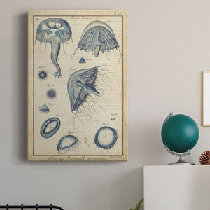 Lamarck Medusa I - Canvas Art Print