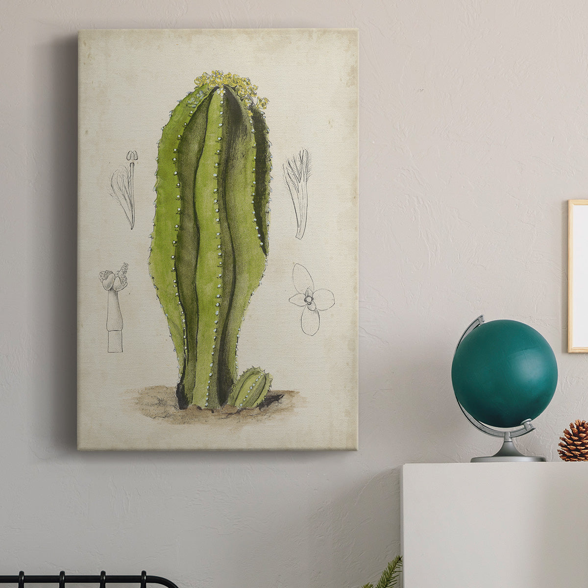 Antique Cactus VI Premium Gallery Wrapped Canvas - Ready to Hang