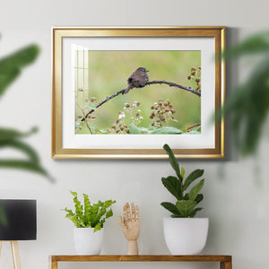 Resting Sparrow - Modern Framed Art Print