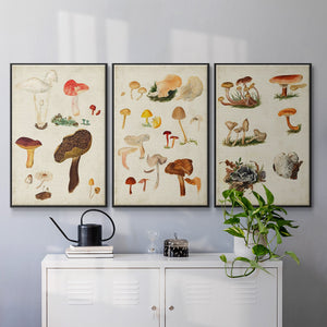 Mushroom Species VI - Framed Premium Gallery Wrapped Canvas L Frame 3 Piece Set - Ready to Hang