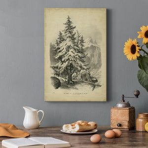 The Spruce - Canvas Art Print