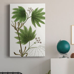 Broad Leafed Maple Premium Gallery Wrapped Canvas - Ready to Hang