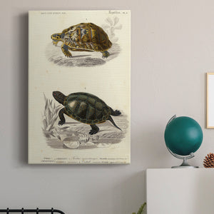 Antique Turtle Duo II Premium Gallery Wrapped Canvas - Ready to Hang