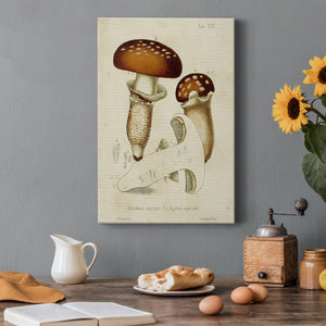 Mushroom Varieties III Premium Gallery Wrapped Canvas - Ready to Hang