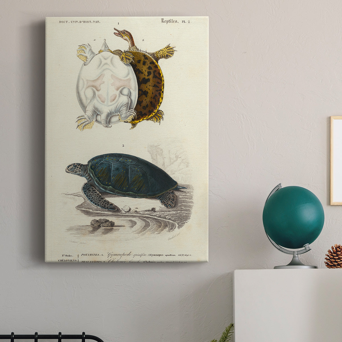 Antique Turtle Duo I Premium Gallery Wrapped Canvas - Ready to Hang