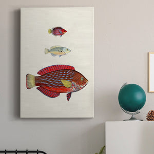 Colorful Tropical Fish II Premium Gallery Wrapped Canvas - Ready to Hang