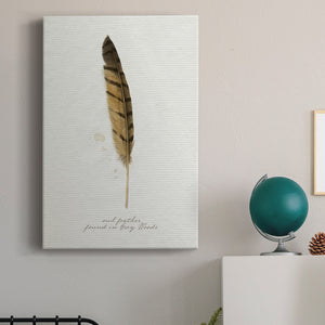 Found Feather III - Canvas Art Print