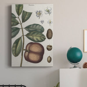 Exotic Botanique IV - Canvas Art Print