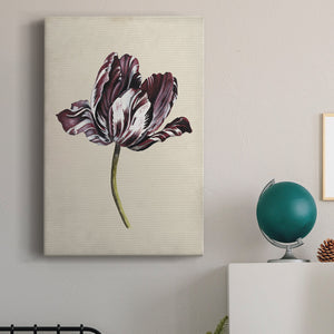 Antique Tulip Study I Premium Gallery Wrapped Canvas - Ready to Hang