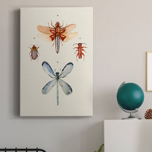 Insect Varieties IV - Canvas Art Print