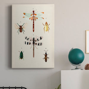 Insect Varieties II - Canvas Art Print