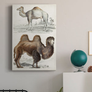 Journal of Natural History III - Canvas Art Print