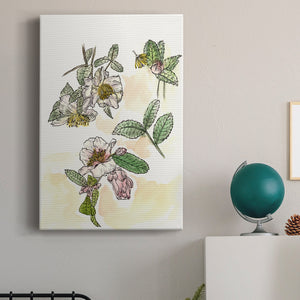 Camellia Study - Canvas Art Print
