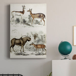 Journal of Natural History VI - Canvas Art Print
