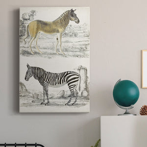 Journal of Natural History I - Canvas Art Print