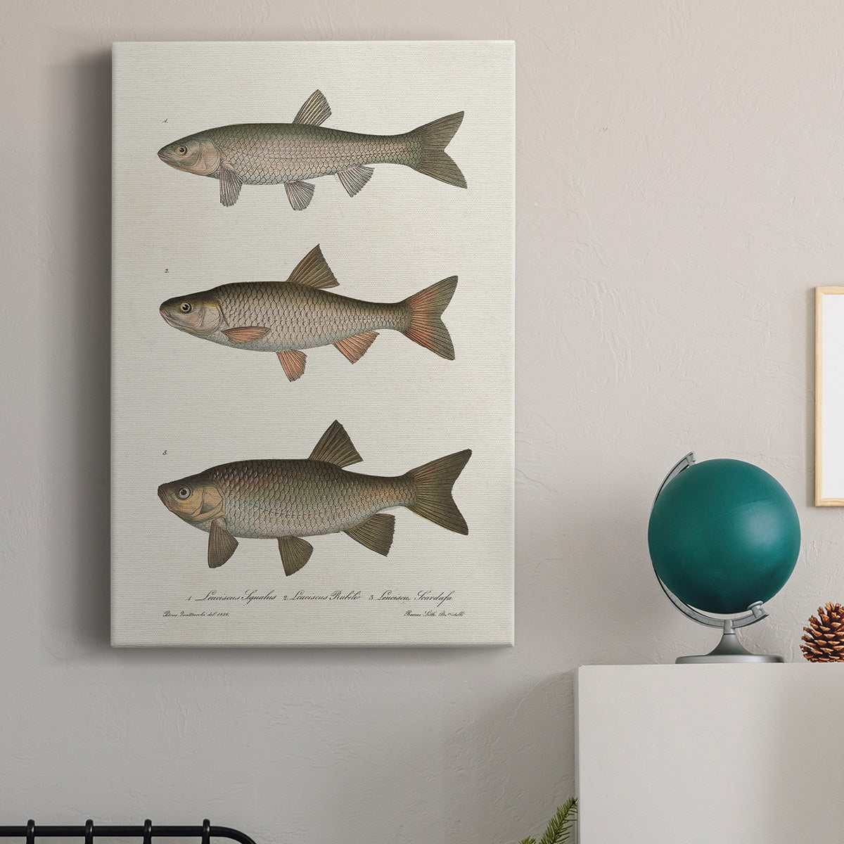 Species of Antique Fish IV Premium Gallery Wrapped Canvas - Ready to Hang