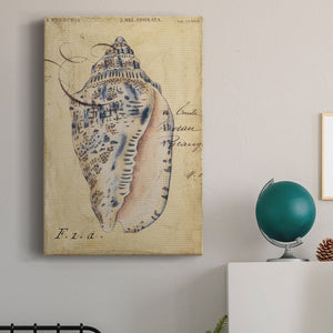 Seashell Ephemera I - Canvas Art Print