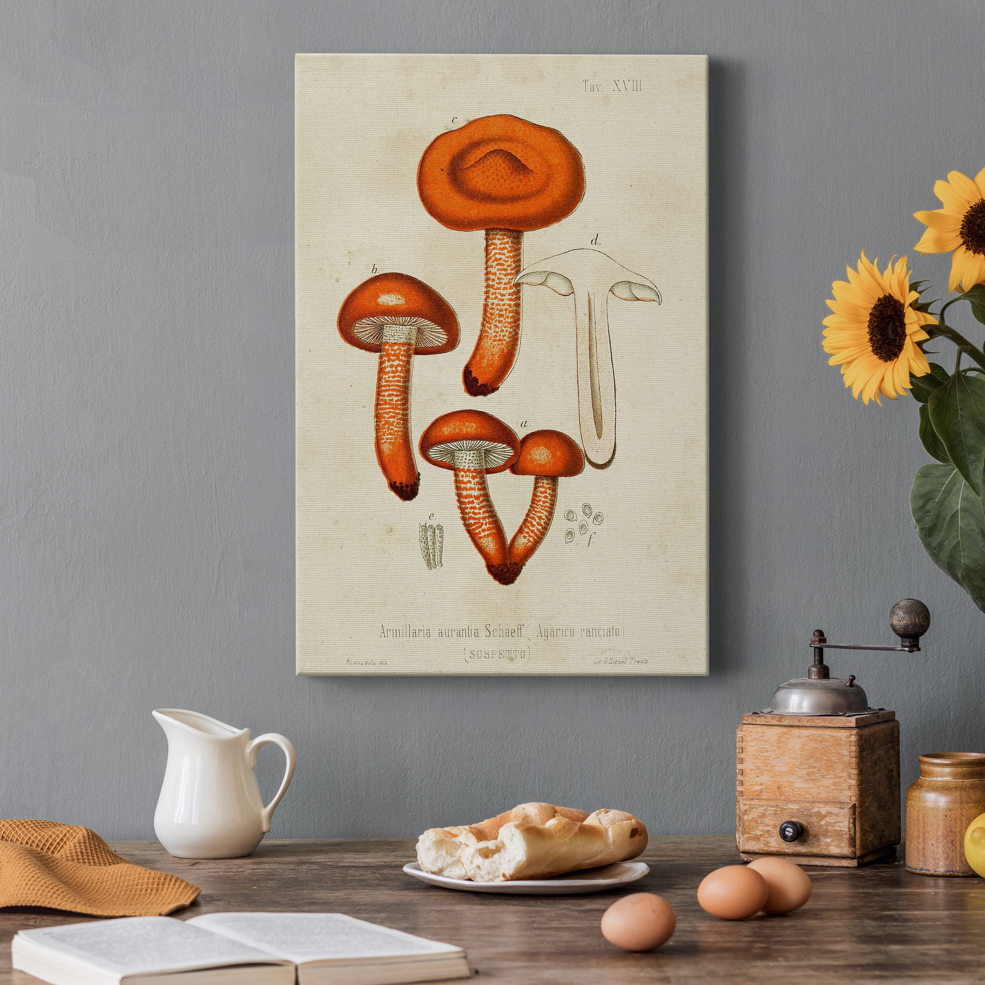 Mushroom Varieties IV Premium Gallery Wrapped Canvas - Ready to Hang