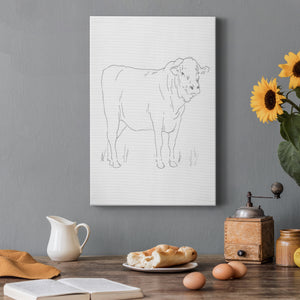 Limousin Cattle I  Premium Gallery Wrapped Canvas - Ready to Hang