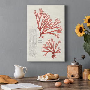 Vintage Coral Study I Premium Gallery Wrapped Canvas - Ready to Hang